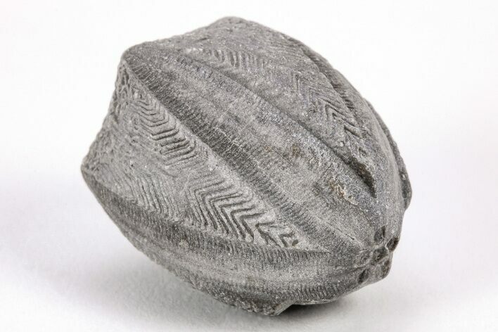 Blastoid (Pentremites) Fossil - Oklahoma #205148